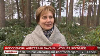 Rododendru audzētāju dāvana Latvijas simtgadē