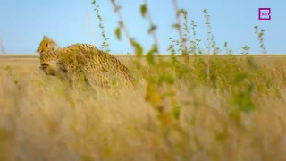 Serengeti līdzenums 3. Dokumentālu filmu cikls