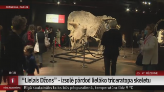 "Lielais Džons" - izsolē pārdod lielāko dinozaura triceratopa skeletu