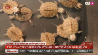 ASV no notekcaurulēm izglābj simtiem bruņurupuču