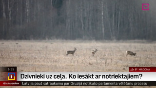 Ko iesākt ar notriektajiem dzīvniekiem?