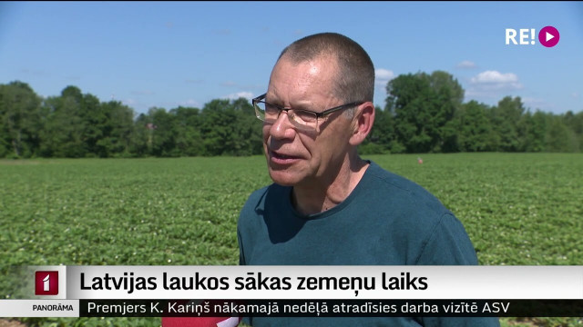 Latvijas laukos sākas zemeņu laiks