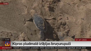 Kipras pludmalē izšķiļas bruņurupuči