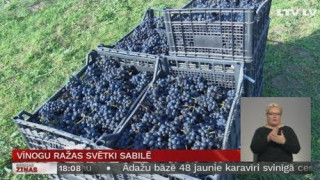 Vīnogu ražas svētki Sabilē