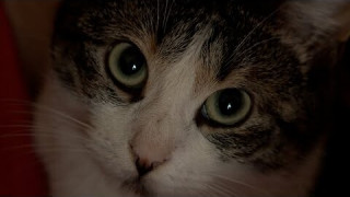 Kāpēc Limbažu novada pašvaldība apmaksā kaķu "medicīnisko tūrismu" uz Ķekavu?