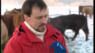 Latvijā arvien vairāk Eiropas šķirņu govis
