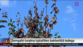 Zemgalē turpina izplatīties bakteriālā iedega