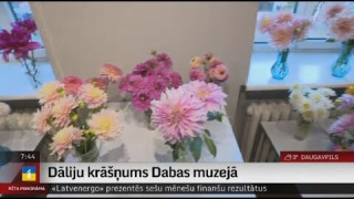 Dāliju krāšņums Dabas muzejā