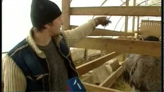 Vairāk nekā 100 saimniecībās Latvijā audzē strausus