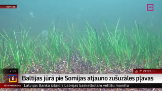 Baltijas jūrā pie Somijas atjauno zušuzāles pļavas