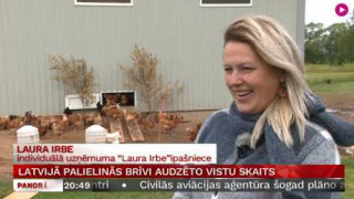Latvijā palielinās brīvi audzēto vistu skaits