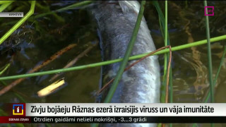 Zivju bojāeju Rāznas ezerā izraisījis vīruss un vāja imunitāte