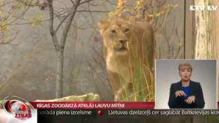 Rīgas Zoodārzā atklāj lauvu mītni