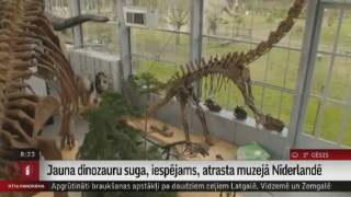 Jauna dinozauru suga, iespējams, atrasta muzejā Nīderlandē