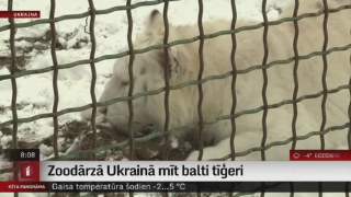 Zoodārzā Ukrainā mīt balti tīģeri