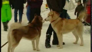 Suņu pajūgu sacensības "Ziemas kauss 2010"