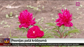 Peonijas pašā krāšņumā