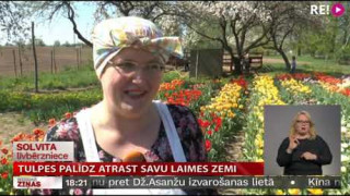 Tulpes palīdz atrast savu laimes zemi