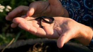Kā sadzīvot - ja dārzā sāk šķilties simtiem čūsku mazuļu?