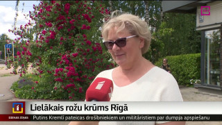 Lielākais rožu krūms Rīgā – Purvciemā