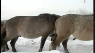 Savvaļas zirgiem Jelgavā trūkst barības