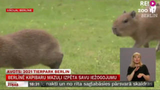 Berlīnē kapibaru mazuļi izpēta savu iežogojumu