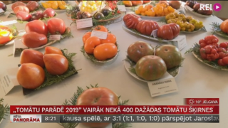 «Tomātu parādē 2019» vairāk nekā 400 dažādas tomātu šķirnes