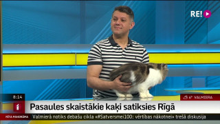 Pasaules skaistākie kaķi satiksies Rīgā