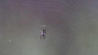 Kā ikdienā sadzīvo vistuvākie kaimiņi - cilvēki un viņu zirnekļi?