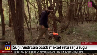 Suņi Austrālijā palīdz meklēt retu sēņu sugu