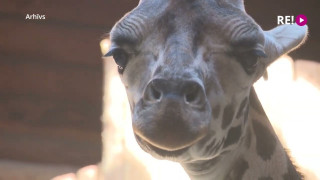 Kāpēc Rīgas Zoodārzā pēdējo divarpus gadu laikā mirusi ceturtā žirafe?
