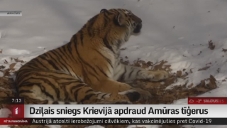 Dziļais sniegs Krievijā apdraud Amūras tīģerus