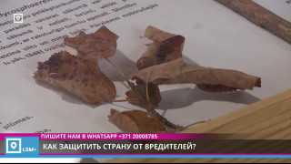 Как защитить страну от вредителей?