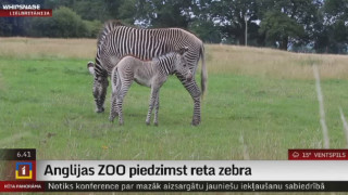 Anglijas zoodārzā piedzimst reta zebra