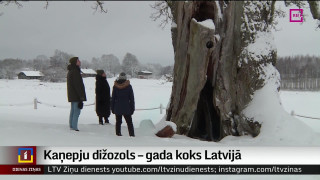 Kaņepju dižozols – gada koks Latvijā