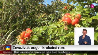 Invazīvais augs – krokainā roze