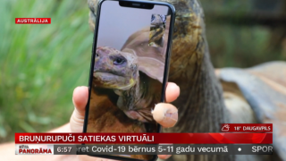 Bruņurupuči satiekas virtuāli