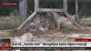 Varnā "tautās iziet" Bengālijas balto tīģeru mazuļi