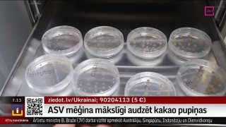 ASV mēģina mākslīgi audzēt kakao pupiņas