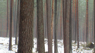 Kāpēc par meža ciršanas atļauju, kas vēl pērn maksāja 4 eiro, šogad jāmaksā 70?