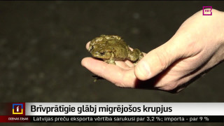 Brīvprātīgie glābj migrējošos krupjus