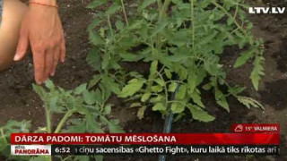 Dārza padomi: tomātu mēslošana