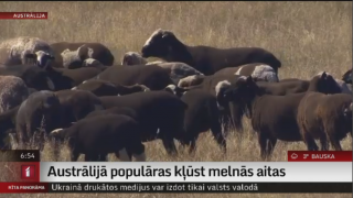 Austrālijā populāras kļūst melnās aitas