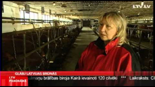 Latvijas brūno govju pastāvēšana apdraudēta