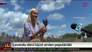 Lavandu dārzi Latvijā kļūst arvien populārāki