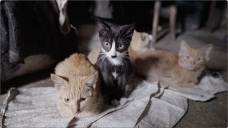 Nežēlība vai dzīvnieku mīlestība - mājā aiz slēgtām durvīm tiek turēti un vairoti desmitiem kaķu!