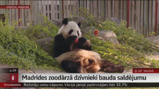 Madrides zoodārzā dzīvnieki bauda saldējumu