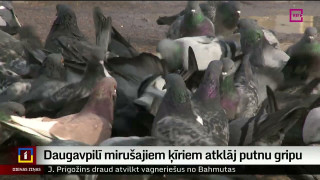 Daugavpilī mirušajiem ķīriem atklāj putnu gripu