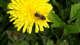 Vai tiešām visas bites dzīvo saimēs, ražo medu un sāpīgi dzeļ?