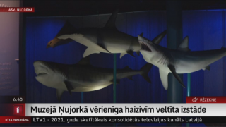 Muzejā Ņujorkā vērienīga haizivīm veltīta izstāde